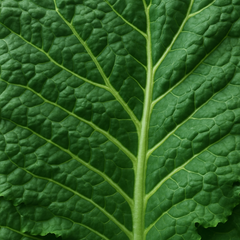Organic Kale Leaf