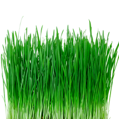 Organic Wheatgrass