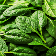 Organic Spinach Leaf